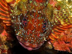 Look into my eyes... hypnotic acid fish in Taiwan. Enhanc... by Alex Tattersall 